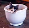 Bowl of Kitten.GIF